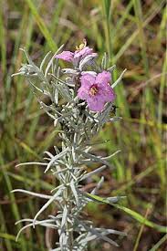 Image result for Sopubia lanata