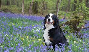 Petunias are a lovely flower that is actually related to the potato. Flower Names For Dogs 79 Gorgeous Ideas My Dog S Name