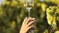 Best Chardonnay of the world 2023 - Chardonnay du Monde