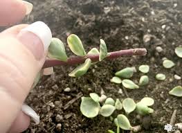 The easiest way to propagate a cactus is to take a cutting. Propagating Succulents From Stem Cuttings The Succulent Eclectic