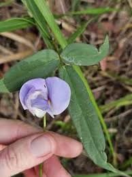 Image result for Vigna vexillata
