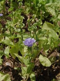 Image result for Brachythrix glomerata