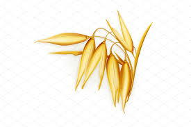 Wheat Barley Oat And Rice Vector Barley Wheat Oats