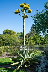 Image result for Agavaceae