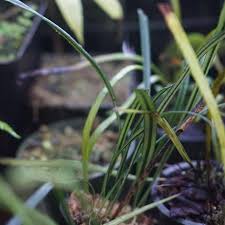 Image result for Elaphoglossum spathulatum