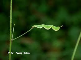 Image result for Hylodesmum repandum