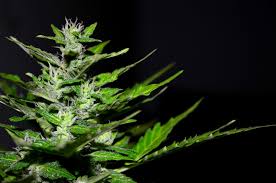 Monitor plants and check daily for signs of new male flowers in your garden. What Are The Early Signs Of A Hermie Plant Growyour420