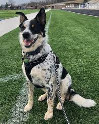 Texas Heeler Dog Breed Info Pictures Personality Facts Doggie Designer Aussie Cattle Dog Heeler Puppies Blue Heeler Dogs