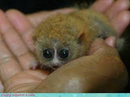 Image result for bush baby