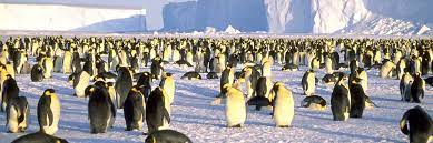 Find great deals on new items shipped from stores to your door. Where Penguins Live The Best Times To See Them There