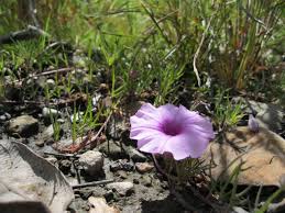 Image result for Ipomoea oenotherae