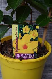 Image result for dipladenie žlutá obrázek