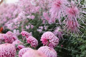 Blue, yellow, orange and pink flowers arranged all around in a white basket. Chrysanthemums Rediscovered Floret Flowers