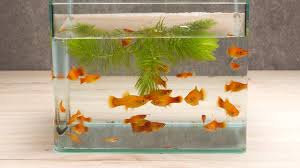 Maybe you would like to learn more about one of these? Cara Membuat Aquarium Unik Agar Sudut Ruangan Menjadi Lebih Hidup Lifestyle Liputan6 Com