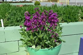 Image result for Matthiola
