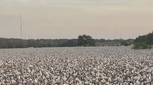 Orangeburg, South Carolina marks successful cotton harvest | wltx.com