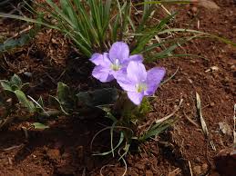 Image result for Barleria macrostegia