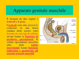 Mentre si muovono lungo l'apparato riproduttore, gli spermatozoi vengono mescolati a un secreto viscoso prodotto da 3 organi ghiandolari: Ppt L Apparato Riproduttore Powerpoint Presentation Free Download Id 5485699