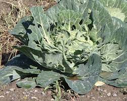 野菜に発生する害虫の種類と駆除対策 野菜作り 家庭菜園 害虫