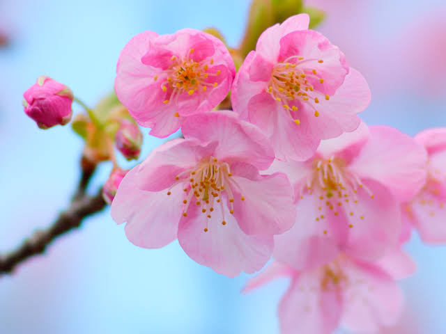 「桜 無料写真」の画像検索結果"