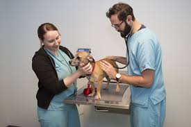 The bluepearl pet hospital in richmond, va (formerly dogwood vet) is a 24 hour emergency vet and animal hospital serving the greater richmond, virgina area. Richmond Spca