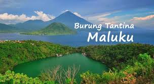 Indahnya pemandangan banyak cewek body. Lirik Lagu Burung Tantina Maluku Pemandangan Fotografi Alam Alam Yang Indah