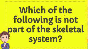 Which Of The Following Is Not Part Of The Skeletal System Youtube