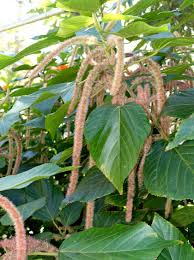 Image result for Acalypha segetalis