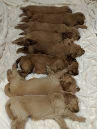 Goldendoodle puppies for sale in mi are $3000. Goldendoodle Puppies For Sale Traverse City Mi 312171