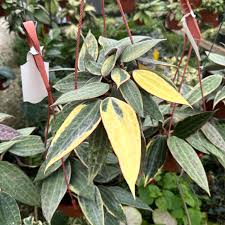 Image result for Anthonotha macrophylla