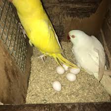 Ringneck indian parakeet turquoise male. Indian Ringneck Breeder Uk Posts Facebook