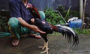 Perawatan ayam setelah ditarungkan merupakan faktor penting yg menentukan karir ayam anda dalam bertarung menghadapi lawan berikutnya.hal ini terkadang disepelekan oleh penggemar ayam aduan. Panduan Merawat Ayam Aduan Usai Bertarung Kabartani