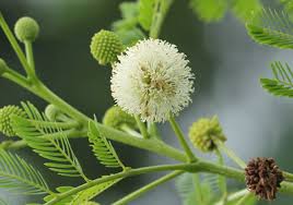 Image result for Leucas milanjiana