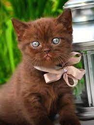 scarlett on twitter pretty cats kittens cutest cute animals