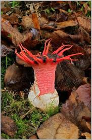 Pin De Muhterem Demirdag En Morphs Cultivo De Setas Tipos De Hongos Flores Exoticas