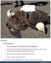 Two Bald Eagles In Air Battle Crash Land At An Airport Murica Know Your Meme