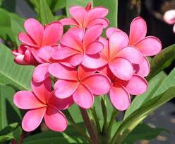 Pin On Beautiful Flowers Fㆍbeauty