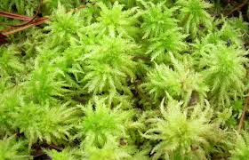 Top dressing is the final layer of a garden bed, usually consisting of. Real Sphagnum Moss For Your Garden Available Eastern Plant