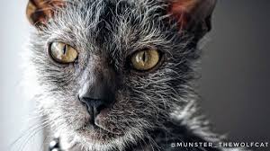 Well, as 2020 has been giving us big big surprises, get ready for another one (won't cause any destruction though). The Story Of Munster The Werewolf Cat