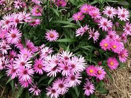 Many gardeners like perennial flowering plants because they return year after year. Perennials