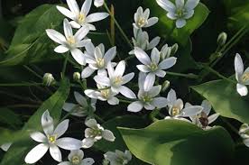 Check spelling or type a new query. The Vineyard Gazette Martha S Vineyard News Star Of Bethlehem Is Fleeting Floral Feast