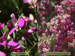 Its compact rounded growth habit makes it an ideal plant for containers. Factsheet Polygalaceae