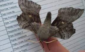 Citizen Scientists Get To Grips With Moth Survey Bbc News