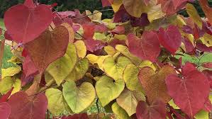 We did not find results for: Your May 2019 Jc Raulston Arboretum E Update