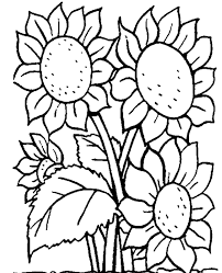 Gambar bunga matahari hitam putih untuk kolase. 49 Gambar Sketsa Bunga Matahari Mawar Tulip Sederhana