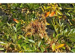 Image result for Fraxinus velutina