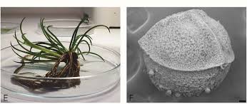 Image result for Isoetes welwitschii