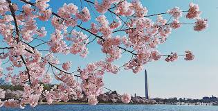 While some federal rules and regulations may apply to as. Cherry Blossoms Banner The Unofficial Guides