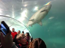 A 7 Foot Sand Tiger Shark Swims Over The Heads Of Guests In A Tunnel Through The Shark Tank At The Recently Opened C Shark Swimming Acrylic Aquarium Shark Tank