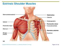 The clavicle (collarbone), the scapula (shoulder blade), and the humerus (upper arm bone) as well as associated muscles, ligaments and tendons. What A Pain In The Shoulder Body In Motion